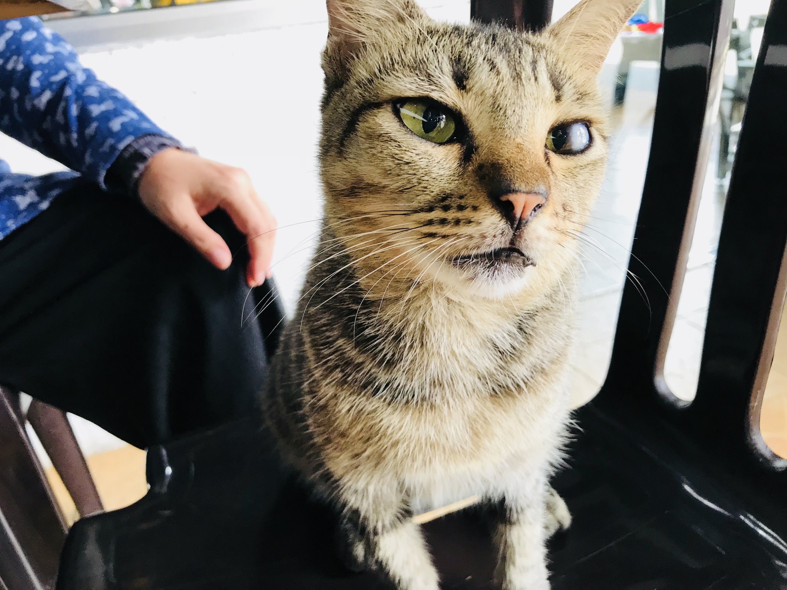 Cat Cafes in Kuala Lumpur